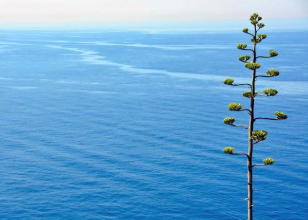 2015-06-20_Agave along w Current of Aegean Sea ˳Űٺ0001.JPG