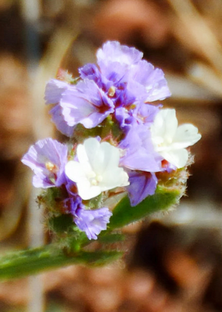 2015-06-29_Plant_Stasis ǳ0001.JPG