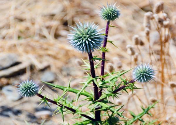 2015-06-29_Plant_Globe Thistle 0001.JPG
