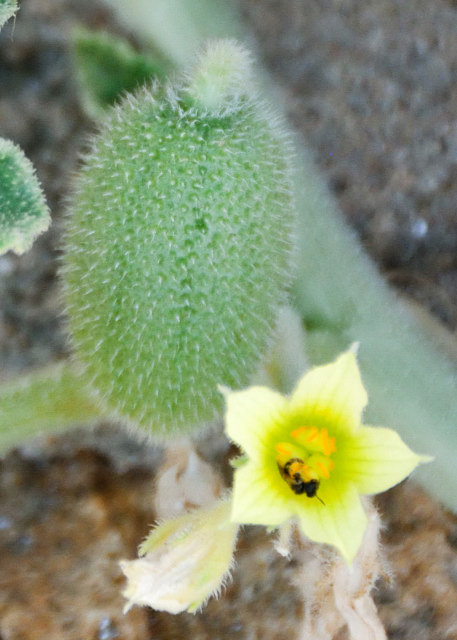 2015-06-29_Plant_Wild Cucumber Ұƹ0001.JPG