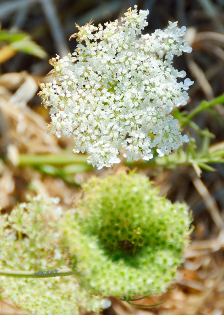 2015-06-29_Plant_Wild Daucus Ұܲ-10001.JPG