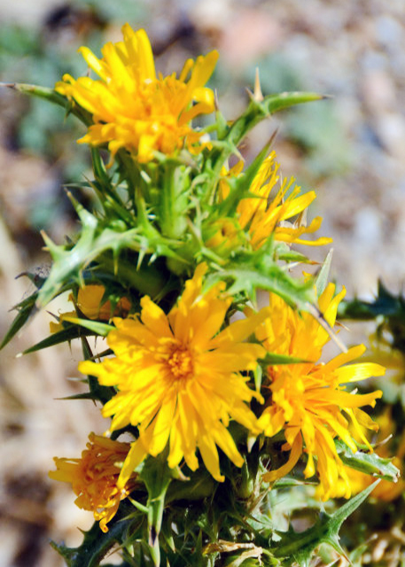 2015-06-29_Plant_Dandelions ѹӢ-30001.JPG