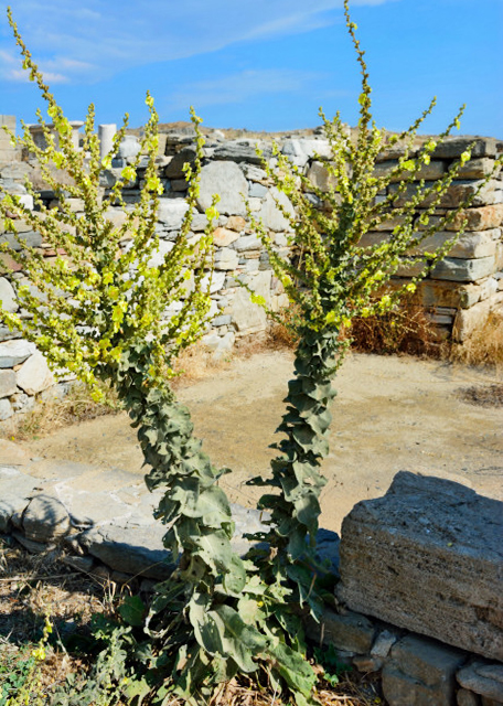 2015-06-29_Plant_Wild Flower-20001.JPG