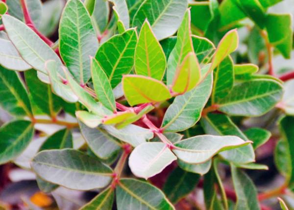 2015-06-22_Mastic Gum or God's Tears 㡤ϵ۵0001.JPG