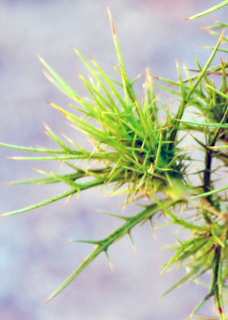 2015-06-22_Anavatos Castle_Prickles â0001.JPG