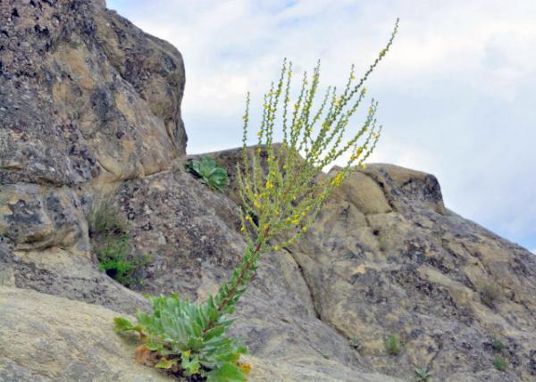 2015-06-21_Twiggy Mullein β-10001.JPG