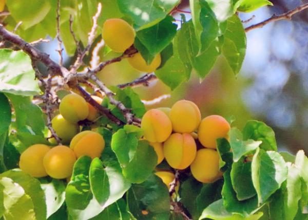 2015-06-16_Plant_Apricot Tree 0001.JPG