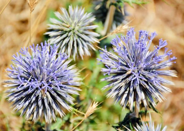 2015-06-16_Plant_Globe Thistle 0001.JPG