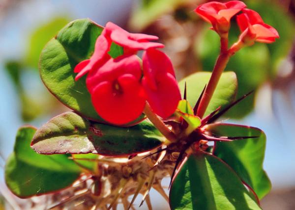 2015-06-16_Plant_Crown of Thorns 0001.JPG