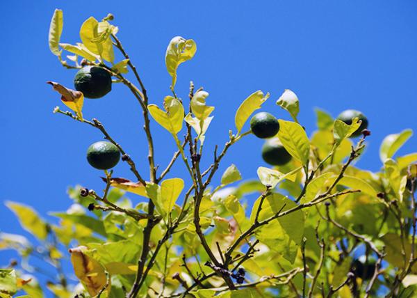 2015-06-16_Plant_Lemon Tree 0001.jpg