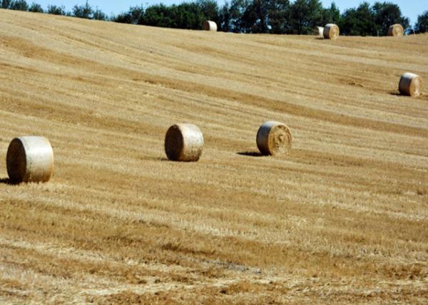 2018-07-18_Round Hay Bale Բɲ0001.JPG