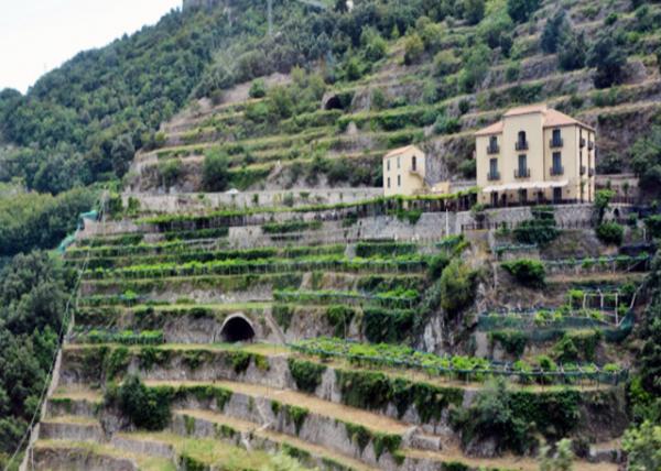 2018-07-17_Maiori_Mt Vineyards ɽ԰-10001.JPG