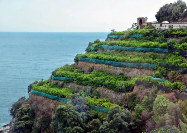 2018-07-17_Maiori_Mt Vineyards-20001.JPG