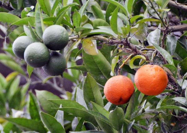 2018-07-17_Sorrento_St. Francis Church and Convent_Oranges 0001.JPG