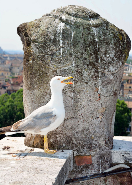 1750806851937174.jpg 2015-07-05_Castel Sant'Angelo_Bird’s-Eye View of Ramparts 城墙鸟瞰图0001.JPG