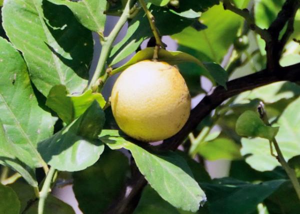 2015-07-02_Taormina_Citrus 0001.JPG