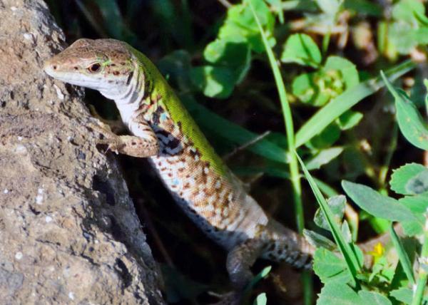 2015-06-14_Pompeii_Common Wall Lizard ͨ0001.JPG