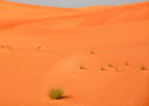 2013-12-10_Rub Al Khai Desert_The Ecoregion within the Arabian Desert and East Saharo-Arabian Xeric Shrublands ̬ڰɳĮͶ-ʪ-70001.JPG