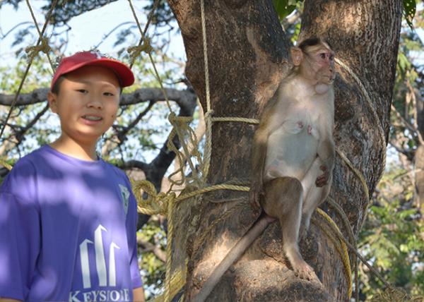 2013-12-15_Macaca mulatta Ӻ.jpg