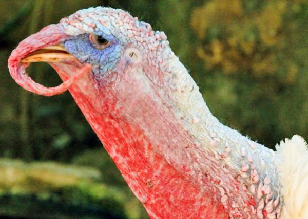2013-12-16_Red-Head Turkey w Suspended Nose ӵĺͷ-20001.JPG