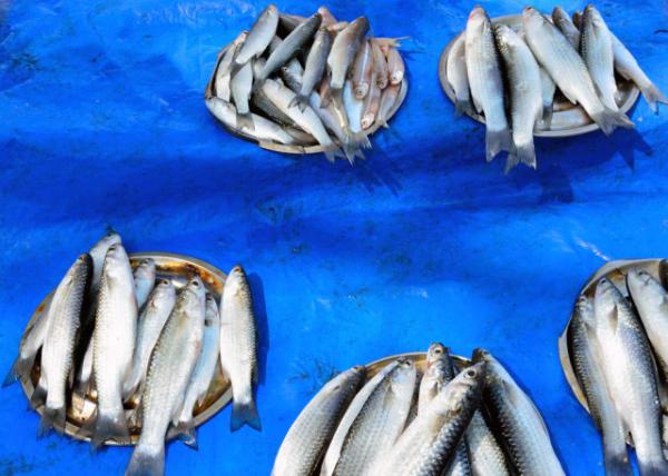 2013-12-18_Mackerels Stall ̯0001.JPG