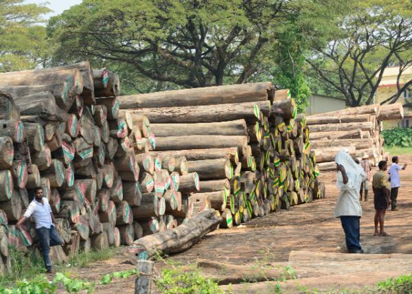 2013-12-18_Sandalwood Lumber Industry ̴ľĹҵ0001.JPG