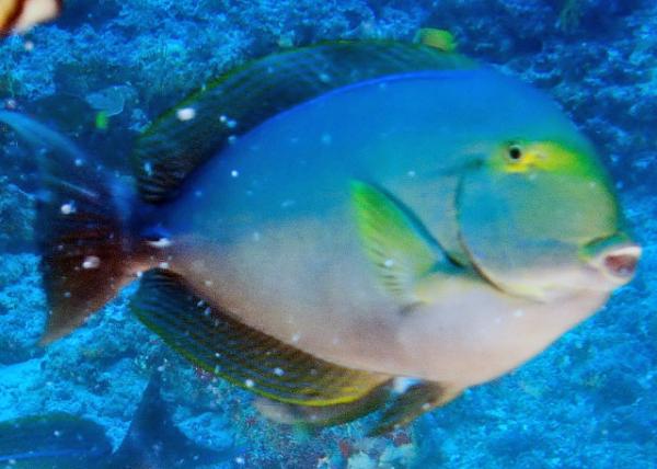 2013-12-19_Fish_Surgeonfish0001.JPG