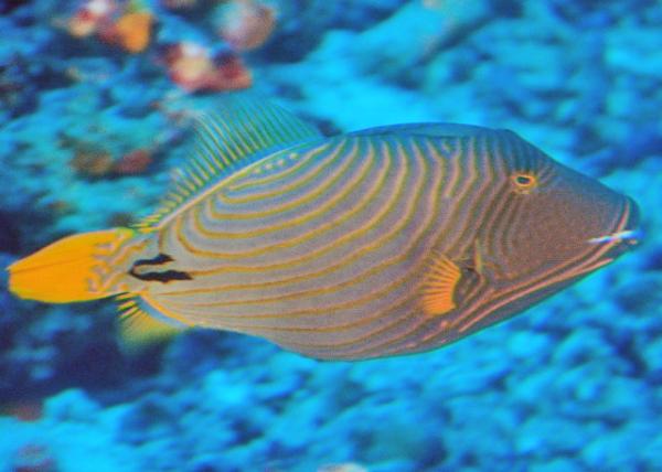 2013-12-19_Fish_Spotted Surgeonfish ߵβ0001.JPG