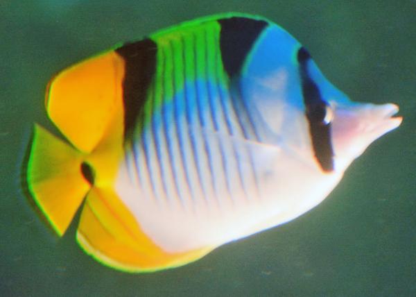 2013-12-19_Fish_Saddleback Butterflyfish 0001.JPG