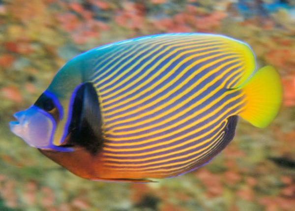 2013-12-19_Fish_Imperial Angelfish ƸǴ0001.JPG