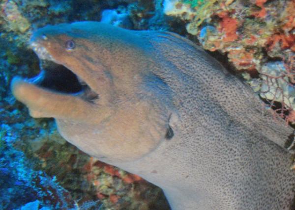2013-12-19_California Moray Eel 0001.JPG