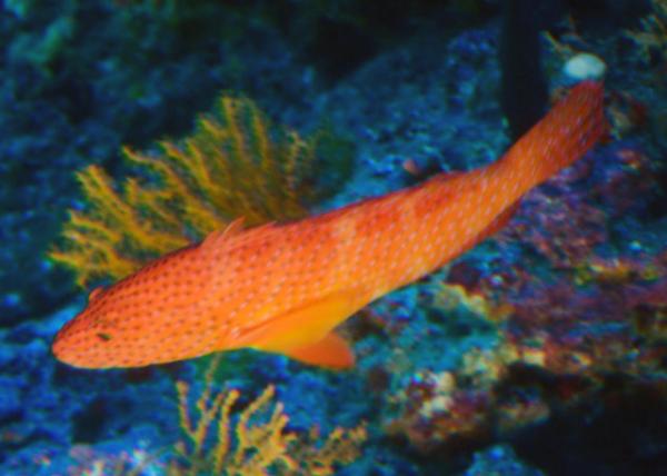 2013-12-19_Fish_Guadalupe Cardinalfish-10001.JPG