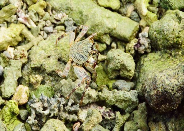 2013-12-20_Maldivian_Swift-Footed Rock Crab Ѹз20001.JPG