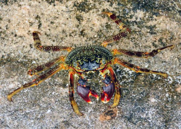 2013-12-20_Maldivian_Mesmerizing Coloration w A Multitude of Blue, Green, Purple, Orange, White & Black ϳȰɫͺѤɫ-40001.JPG