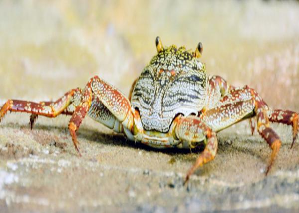 2013-12-20_Maldivian King Crab_Fed on Algae, Detritus, Small Vertebrates, Barnacles, Limpets & Snails ฯֳС׵ٺñţΪʳ-30001.JPG