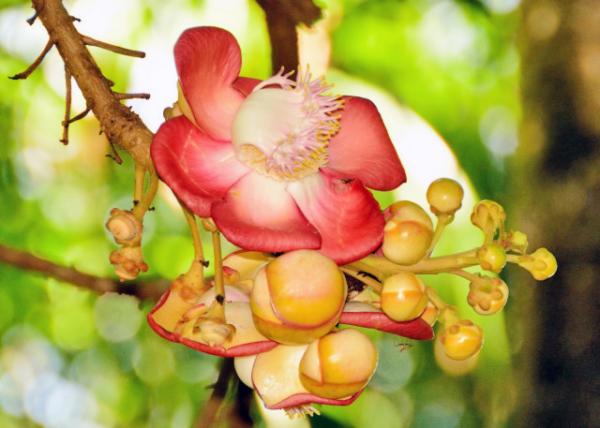 2013-12-23_Cannonball Tree Flower ڵ-10001.JPG