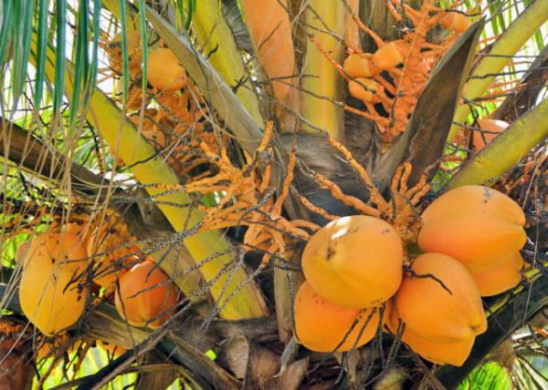 2013-12-23_Coconuts Ҭ0001.JPG