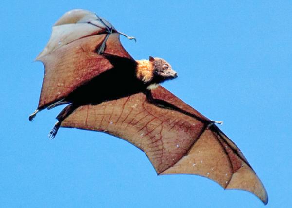 2013-12-23_Flying Fox κ0001.JPG