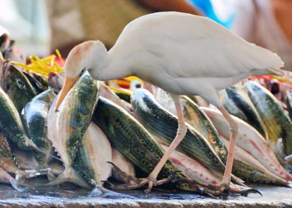 2013-12-23_Sir Selwyn Clarke Market_Great Egret -40001.JPG