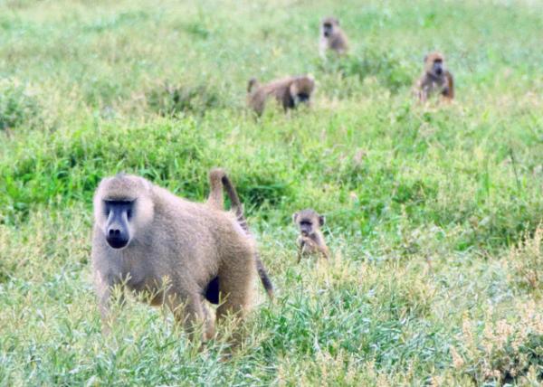 2013-12-26_A Troop of Baboon һȺ-20001.JPG