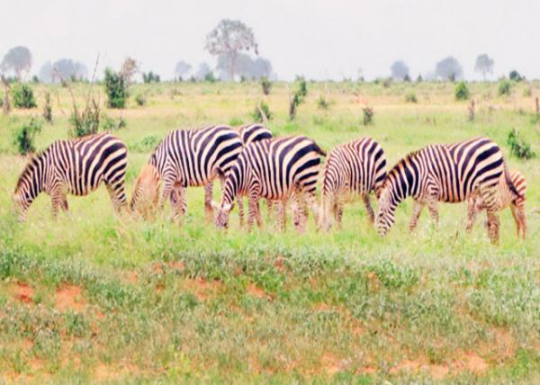 2013-12-26_A Dazzle of Zebra һȺ-30001.JPG