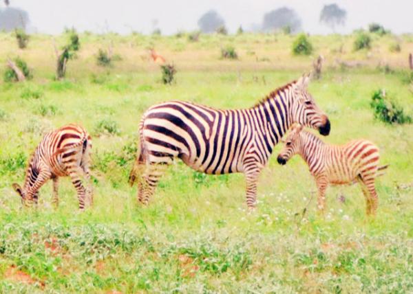 2013-12-26_A Dazzle of Zebra_Mom & Colts 뺢-80001.JPG