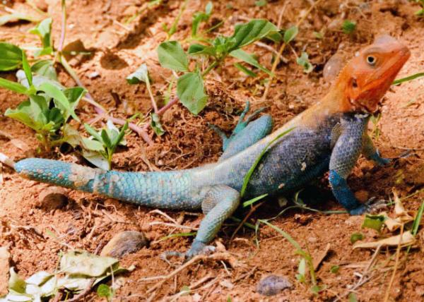2013-12-26_Red-Headed Rock Agama ʺ-10001.JPG