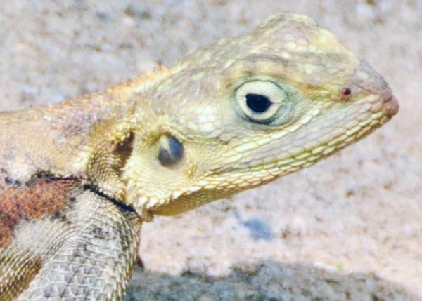 2013-12-26_Agama_Southern Rock Agama ʯ 40001.JPG