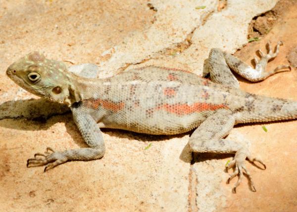 2013-12-26_Agama_Ground Agama 80001.JPG