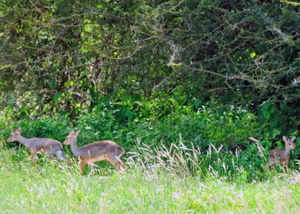 2013-12-26_Duikers 0001.JPG