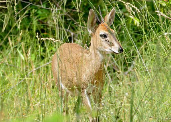Bush Duiker 0001.JPG
