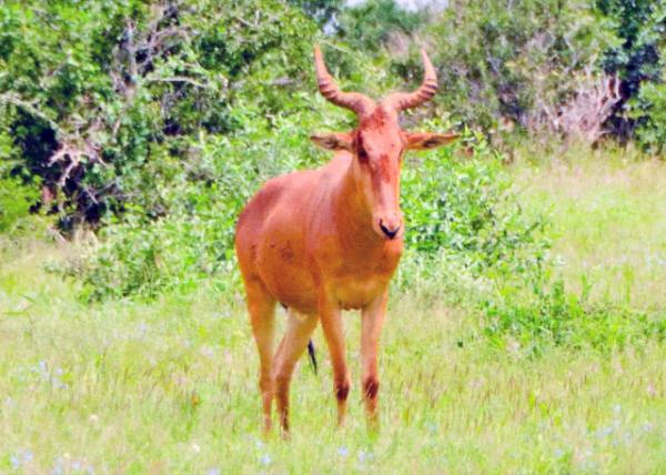 2013-12-26_Eland -10001.JPG