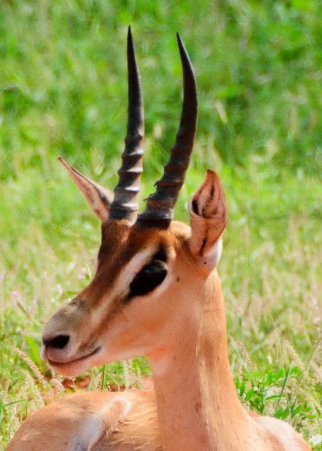 2013-12-26_Hartebeest-30001.JPG