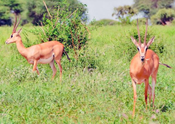 2013-12-26_Impala -30001.JPG